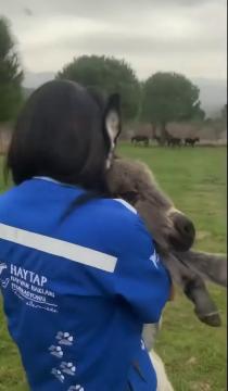 Haytap Bergama Emekli Hayvanlar Çiftliğimiz ilk sakinleri