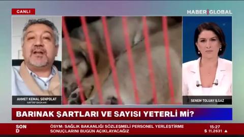 Sokak Hayvanlarının Yeri Neresi ? Hayvanlar ısırıyor ..