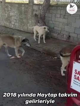 HAYTAP Takvimlerinin Gücü