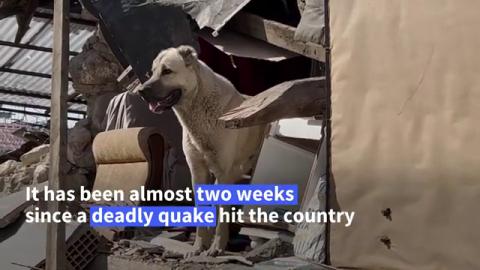 Rush to save trapped animals in Turkish city after earthquake