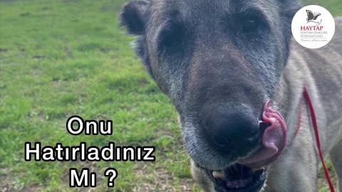 Balıkesir'de vücudunda kocaman bir tümör ile yaşam savaşı veriyordu..