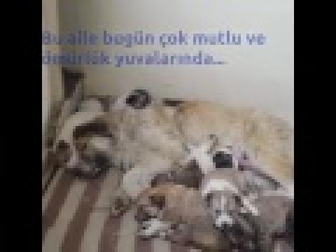 Van'da Kurşunlanan Köpeği Haytap Kurtardı