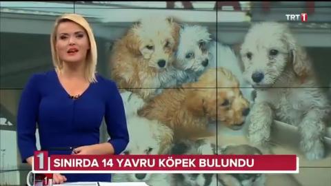 Gümrükte Yakalanan Hayvanlar Haytap'a Teslim Edildi - Kasım 2019 TRT