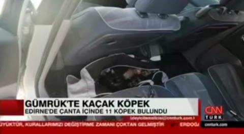 Kapıkule Gümrük Kapısında, bir aracın bagajında yakalanan 11 köpek yavrusu Haytap'a teslim edildi.