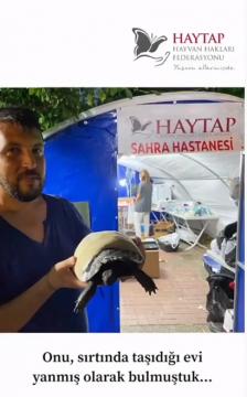 Manavgat Haytap Sahra Hastanesinde bir kaplumbağa...