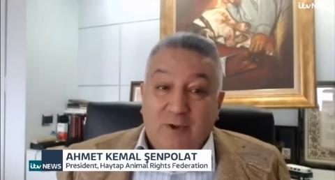 Haytap - Animal Rights Federation in Turkey 's rescue works in ITV NEWS