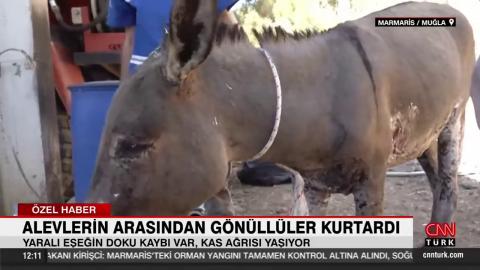 Bedenindeki ciddi yanıklarla ölümden kurtulan eşeği sevgiyle sarmaladık