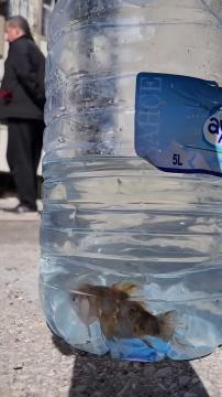 Depremzede kedi ve balık kurtarma