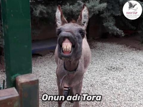 Haytap Bursa Emekli Hayvanlar Çiftliği