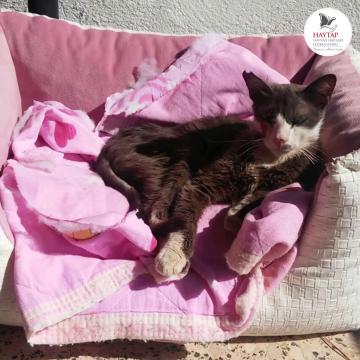 Melek kedi... Tıpkı diğer kediler gibi saf sevgi.