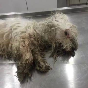 Diyarbakır'da bombadan dolayı yaralanan küçük...