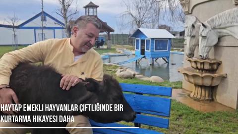 Çanakkale yangınından çıkarttığımız Serdar danamız