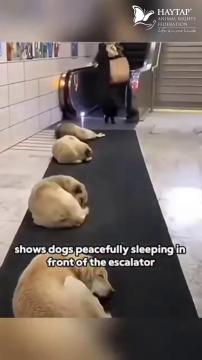 Strays in Türkiye ❤️