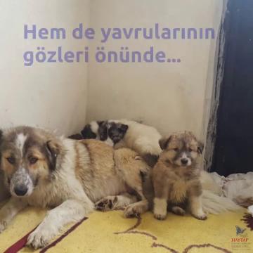 Van'da Kurşunlanan Köpeği Haytap Kurtardı