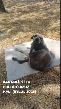 Bir Haytap Kurtarma Hikayesi ''Karanfil''
