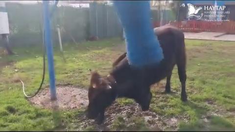 Haytap’ın Bursa’daki Emekli Hayvanlar Çiftliği’nden Mutlu Pazarlar