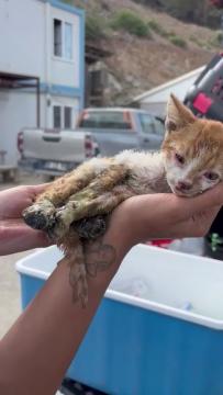 Haytap Yangın Kurtarma Çalışmaları