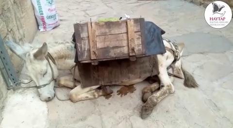 Yük Hayvanları Gerçeği