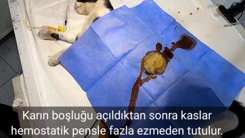 Anahtar Deliği Yöntemi Ile Kısırlaştırma ( Key Hole )