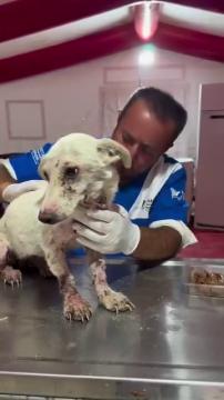 Yangından zarar görmüş canlarımızın ilk tedavisi sahra çadırımızda gerçekleşiyor