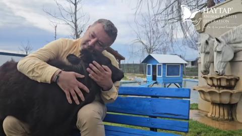 A baby burnt calf . A rescued story from our Haytap Retirement Animals Sanctuary in Bursa / Turkey