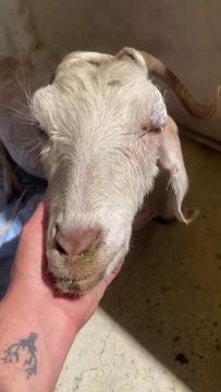 Yangından Zarar Görmüş Canlarımızın Ilk Tedavisi Yapıldı