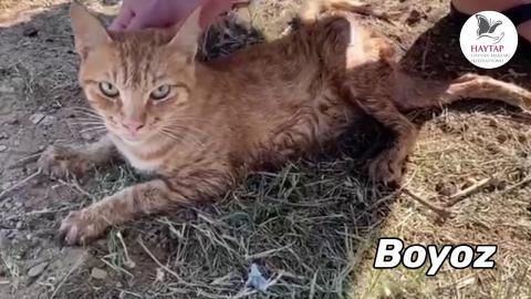 Biz seni çok sevdik Boyoz