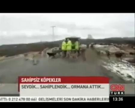 Türkiyede Köpek Olmak