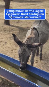 Çiftliğimizdeki görme engelli eşeğimizin nasıl gördüğünü öğrenmek ister misiniz?