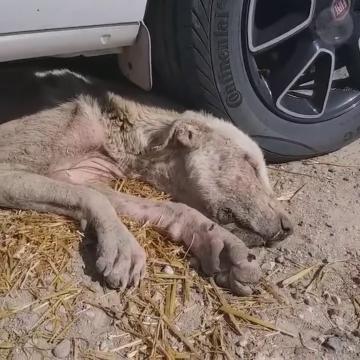 Daha önce hiç sevilmemiş, başı bile okşanmamıştı...