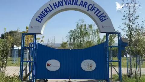 Haytap Bursa Emekli Hayvanlar Çiftliğinde mutlu bir pazar günü