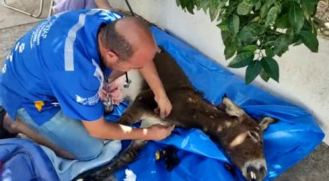 Anne eşek ve sıpası trafik kazası sonucu Marmaris Haytap Sahra Hastanesine getirildi.