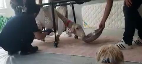 Naz koyunun bebeği oluyor