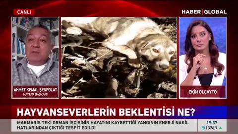 " Hayvanlar mal değil canmış!.. " 4 Temmuz 2021