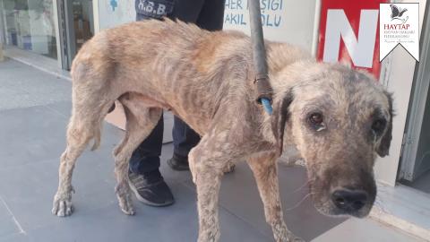 Hatay'da bulduğumuz Paşa'nın hikayesi