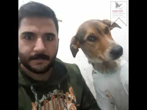 Hatay'da Kurtarılan Şiddet Mağduru Köpek