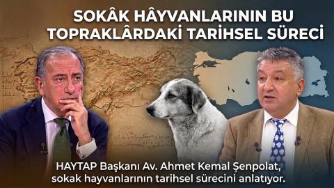 Sokak Hayvanları ve Hayvan Bakımevleri