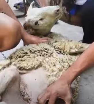 Çanakkale yangınları saha çalışmalarımız