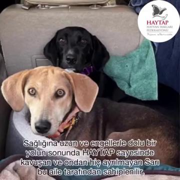 Babaeski'de uğruna frene basılmayan bir can..