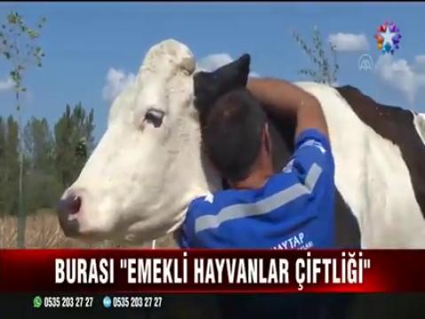 Haytap Emekli Hayvanlar Çiftliği Sakinleri STAR TV yayını