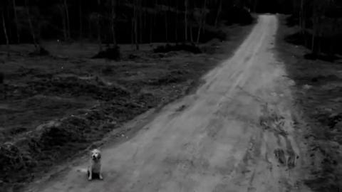 Abandonment hurts every living being in the same way!