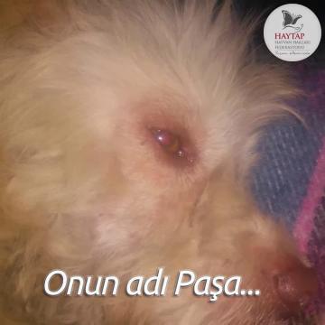 Pet-shop'tan alındı, sokakta ölüme terk edildi... İşte Paşa'nın hikayesi!