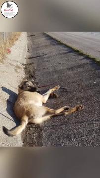 Trafik kazası geçirmiş, ezilmiş, bacakları kırılmış, yol kenarında çaresizce bekliyordu...