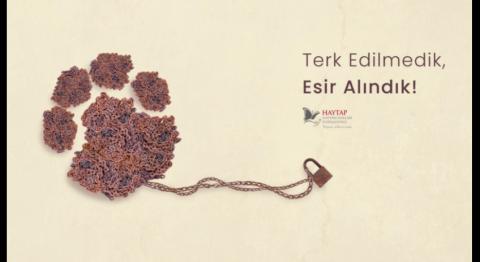 Sokak Hayvanları ve Hayvan Bakımevleri