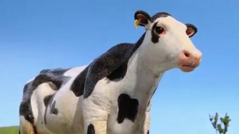 Cesur Yürekli Kahraman İnek