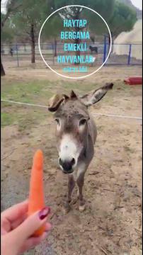 Hafta sonu Bergama Emekli Hayvanlar Çiftliğimizde çok güzel bir buluşmaya ev sahipliği yaptık.