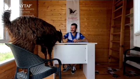 ''After suffering for years, Zarife got fed up.. And she went to Haytap's Retirement Animal Sanctuar