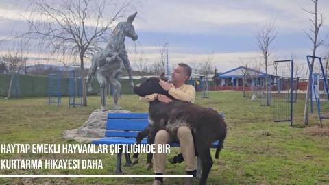 Haytap Bursa Emekli Hayvanlar Çiftliği