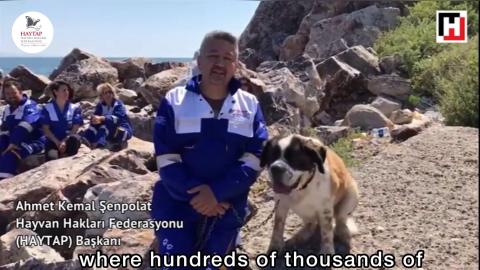 Exile of Stray Animals of Istanbul to the Hayırsızada island