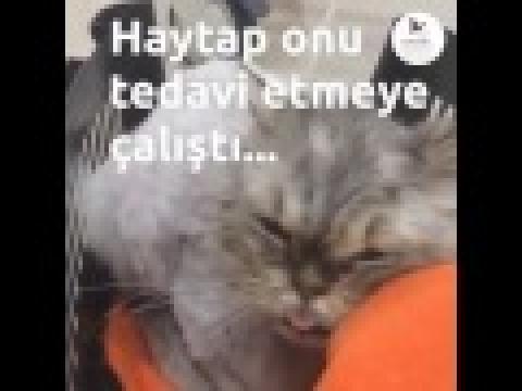 Pet diye alındı, hastalanınca pat diye barınağa terk edildi.